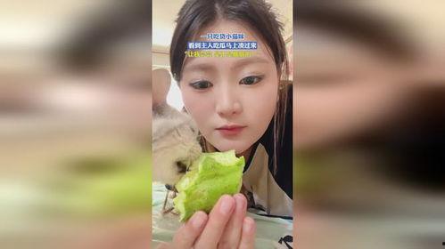 娱乐吃瓜小野猫微博,娱乐小能手小野猫微博揭秘娱乐圈幕后故事